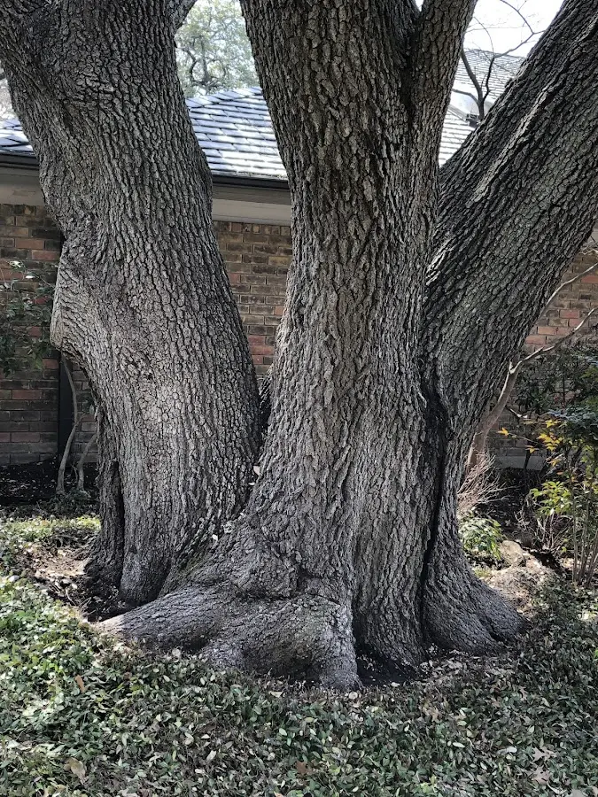 Mature heritage tree close to a Wallingford property cared for by certified arborists